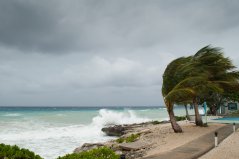 Door klimaatverandering komen er meer zware stormen voor. Zeegras beschermt de kust door de zeebodem vast te houden en het slaat veel koolstof op. Beeld: Shutterstock