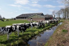PHOTO ANP / FRED HOOGERVORST  | Agriculture contributes to the failure to achieve the goals of the Water Framework Directive, mainly due to the leaching of fertilisers and pesticides