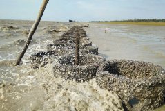 Oyster reefs are a nature-inclusive way of protecting coastlines.